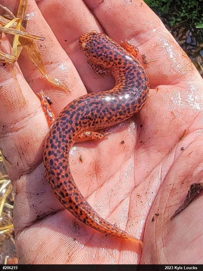 Northern Red Salamander