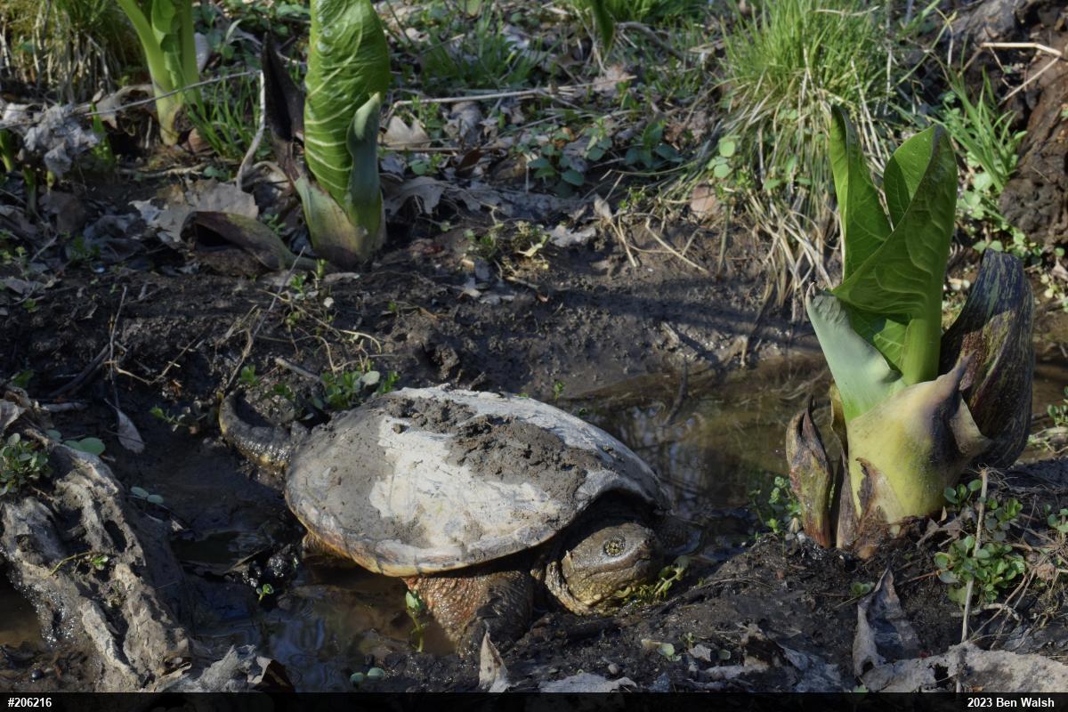 Snapping Turtle