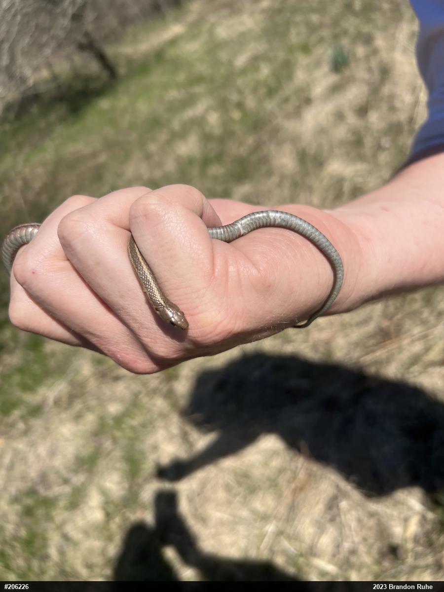 Shorthead Gartersnake