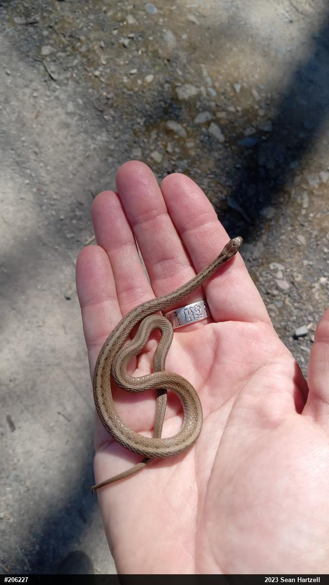 Dekay's Brownsnake