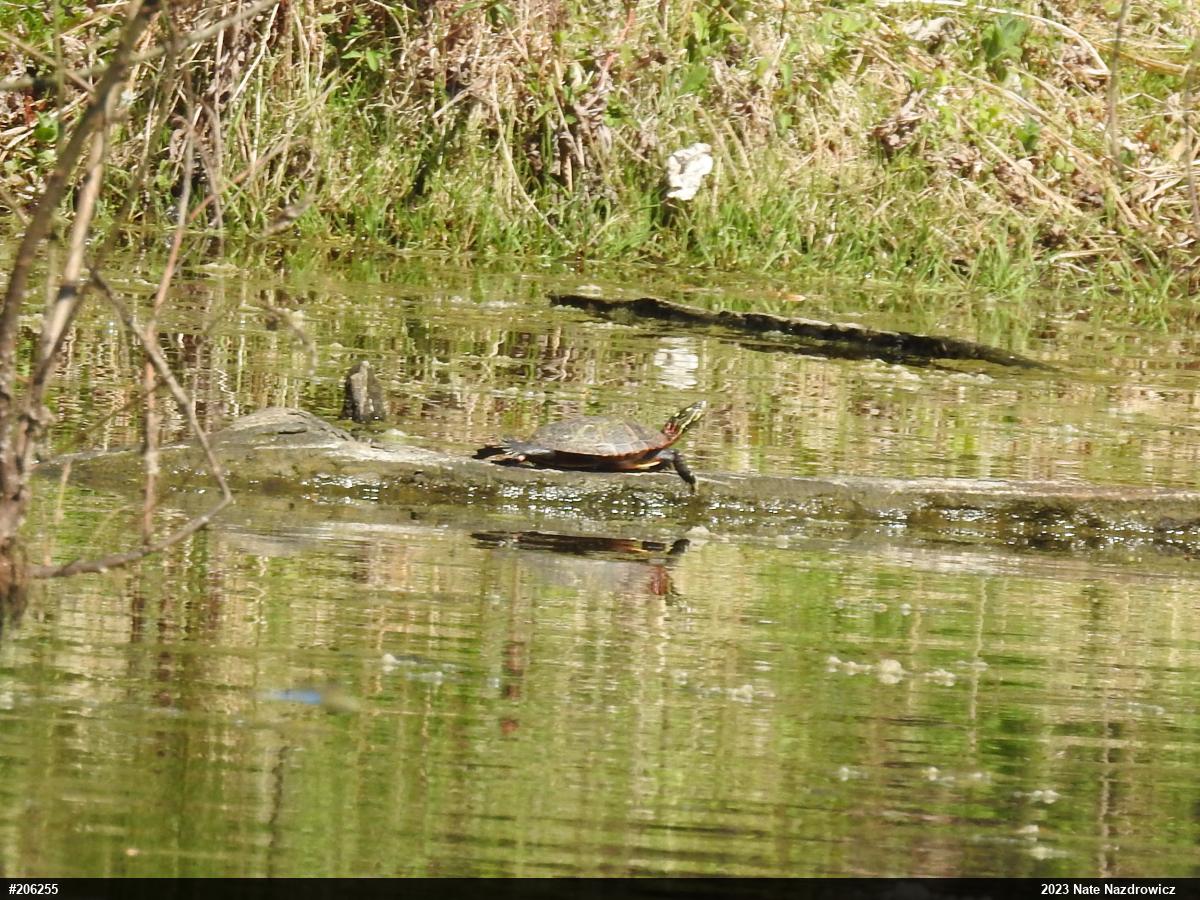 Painted Turtle