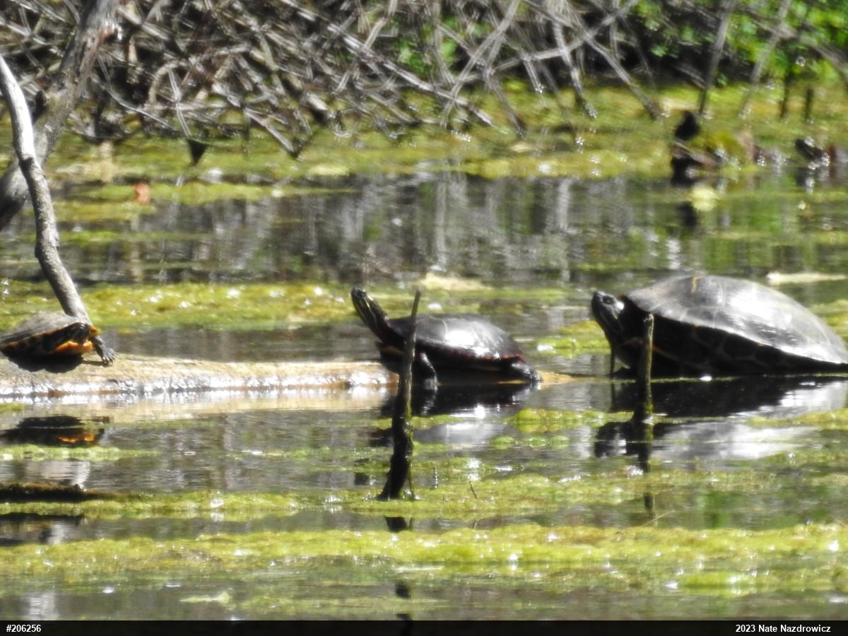 Painted Turtle