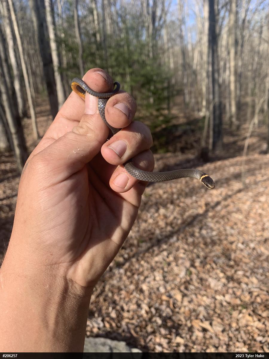 Northern Ring-necked Snake