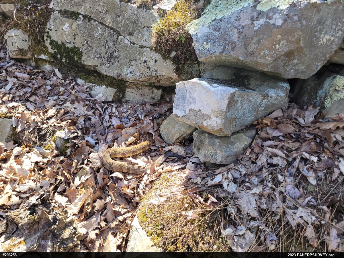 Timber Rattlesnake
