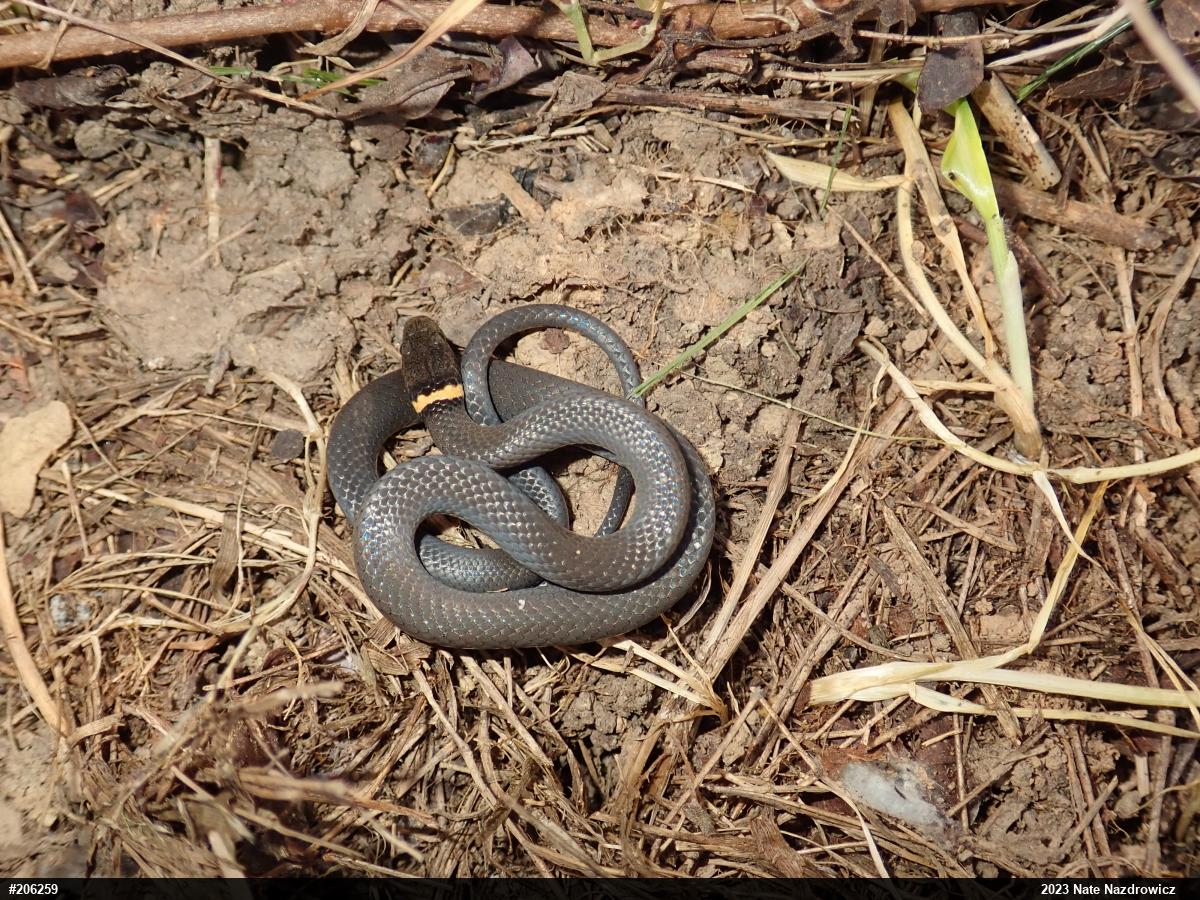 Northern Ring-necked Snake