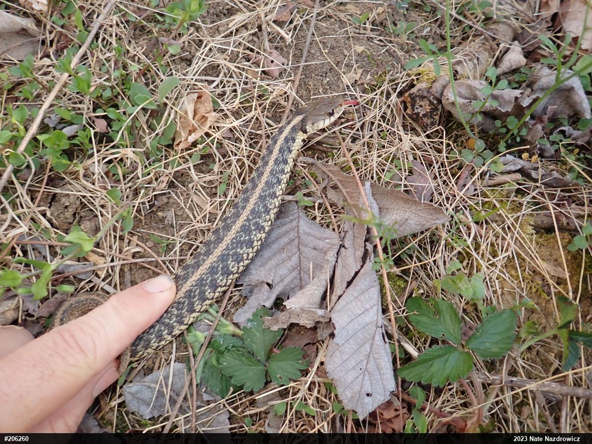 Eastern Gartersnake