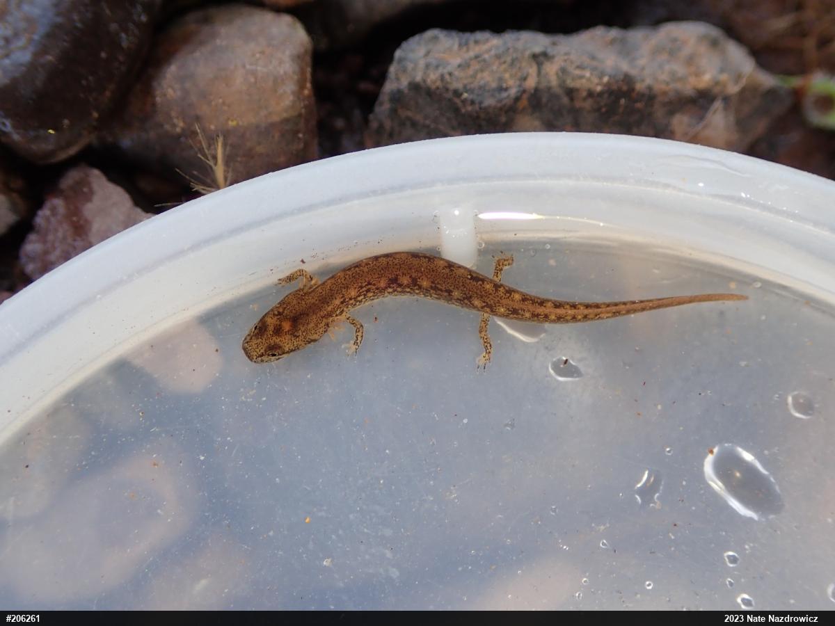 Northern Two-lined Salamander