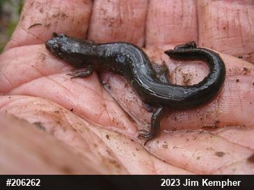 Allegheny Mountain Dusky Salamander