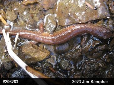 Northern Spring Salamander