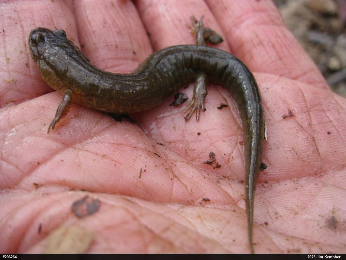 Northern Dusky Salamander