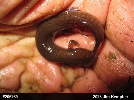 Northern Spring Salamander
