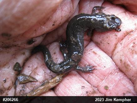 Northern Dusky Salamander