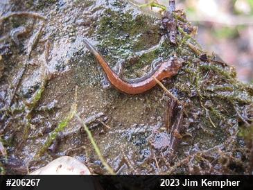 Allegheny Mountain Dusky Salamander