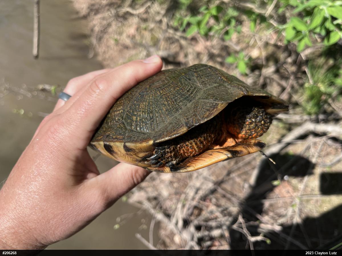 Wood Turtle
