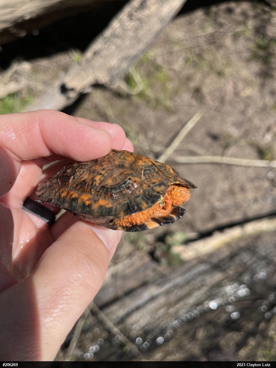 Wood Turtle