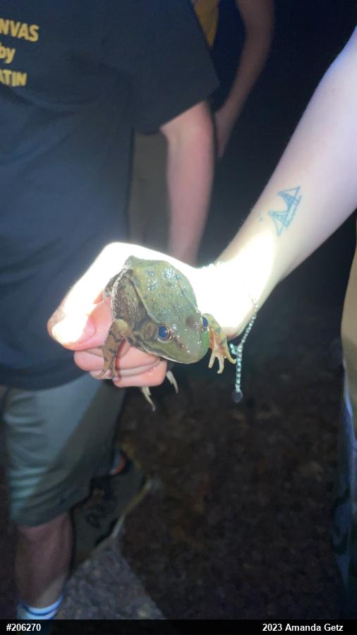 Green Frog