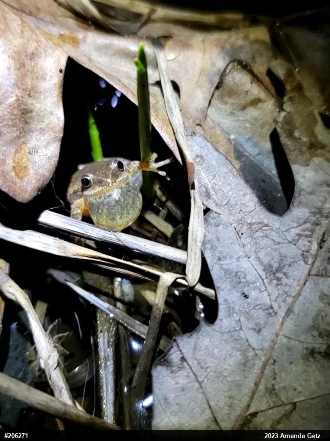 Spring Peeper