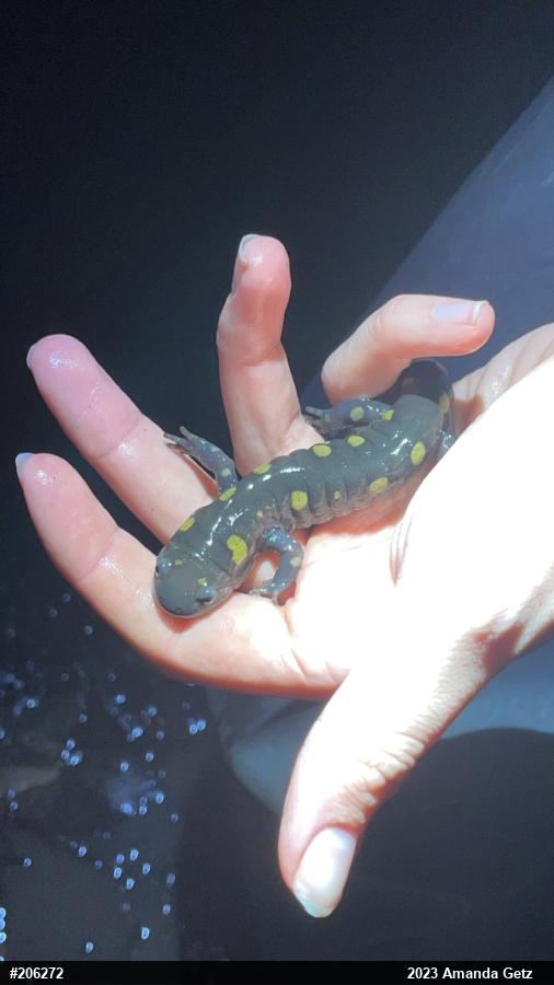 Spotted Salamander