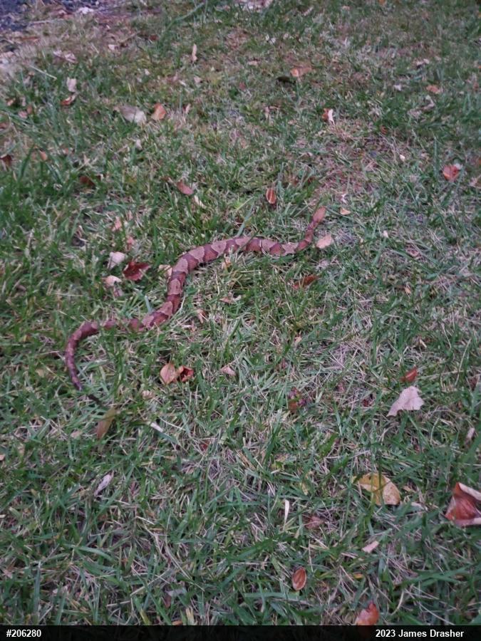 Northern Copperhead