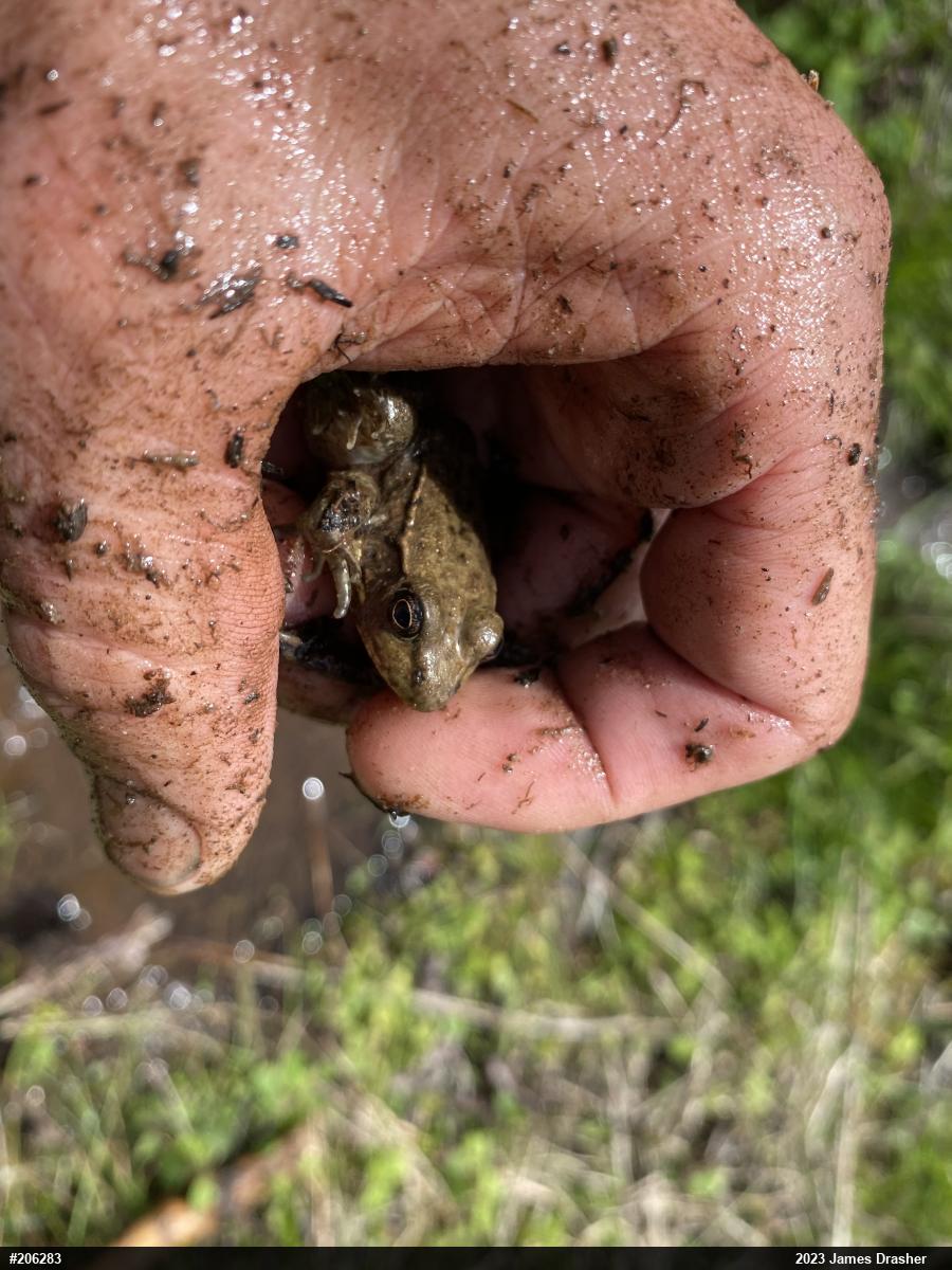Green Frog