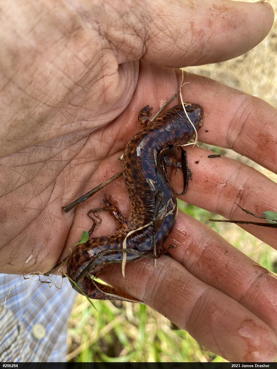 Northern Red Salamander
