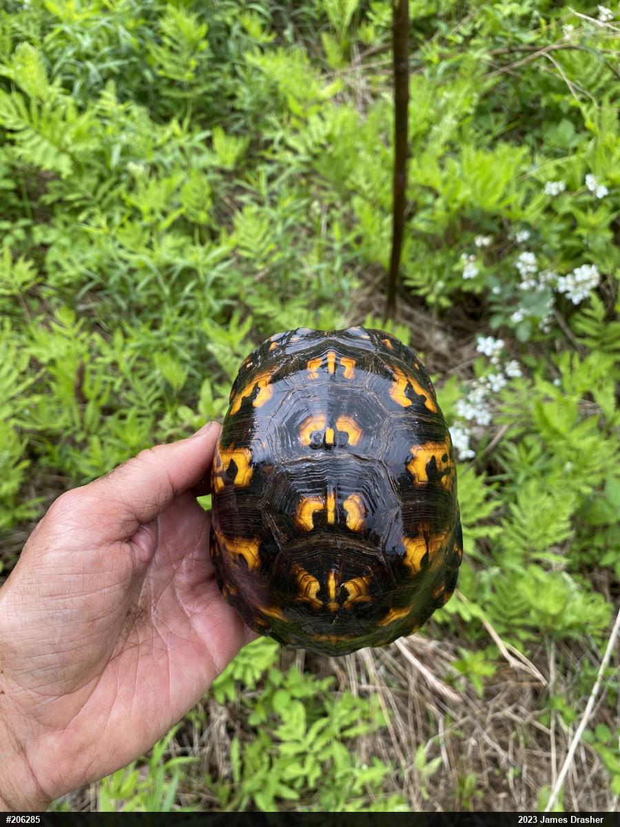 Eastern Box Turtle