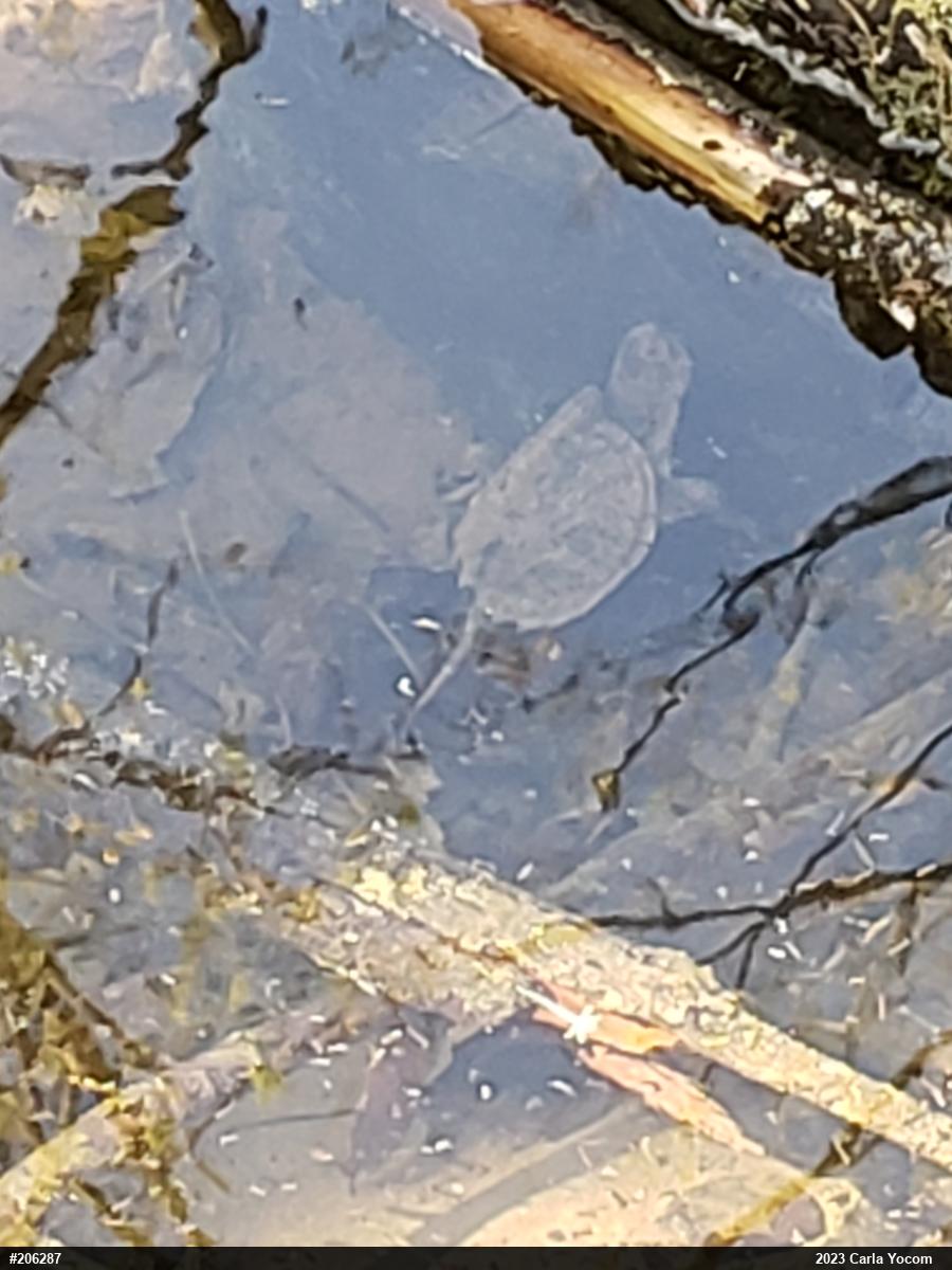 Snapping Turtle