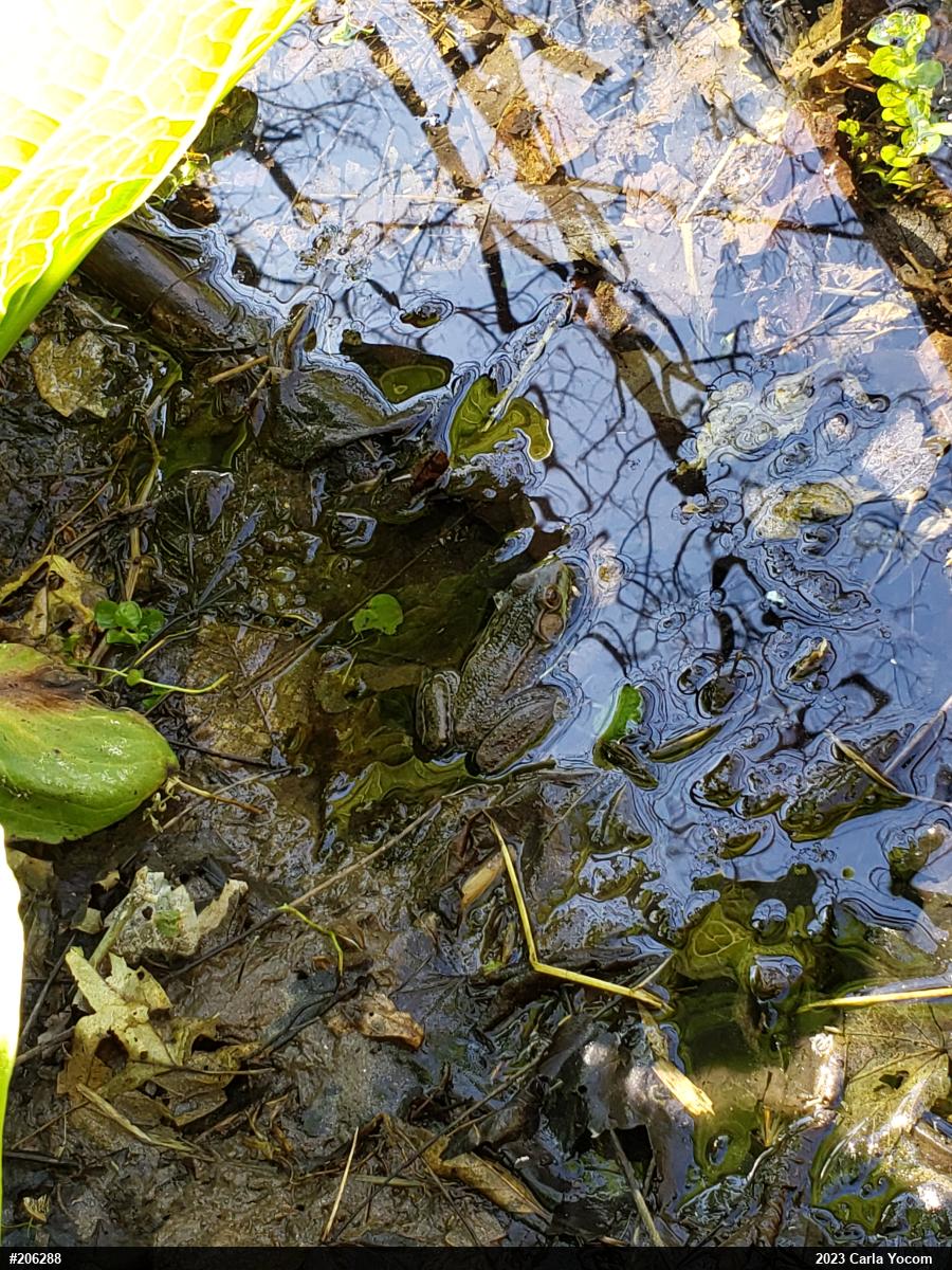 Green Frog