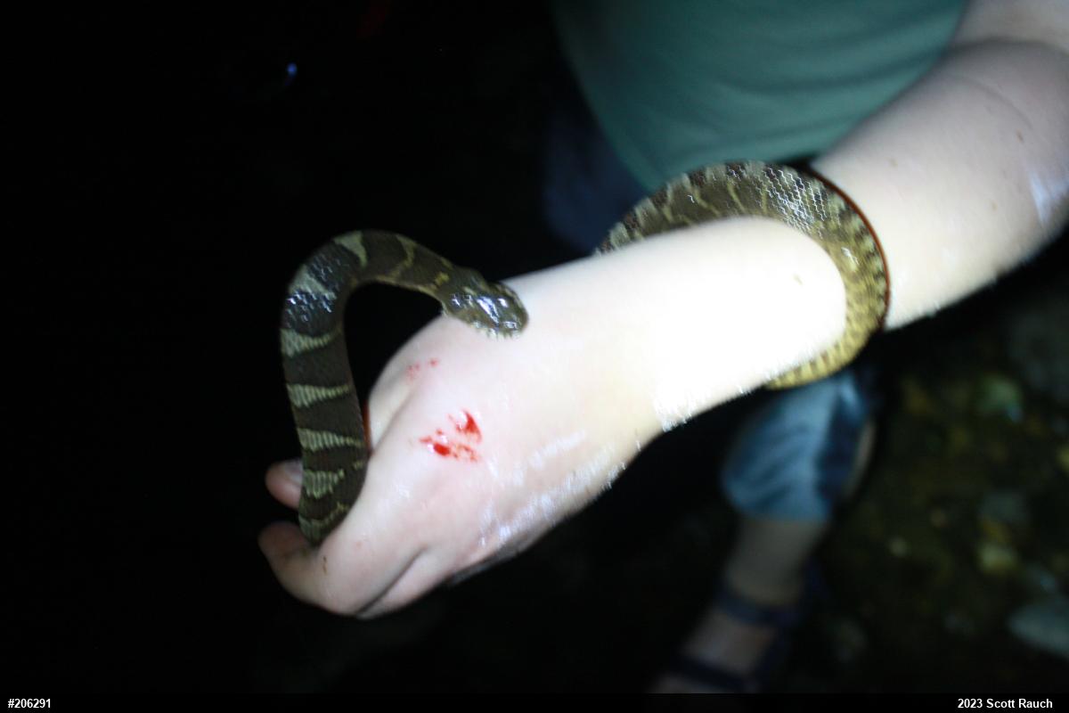 Northern Watersnake