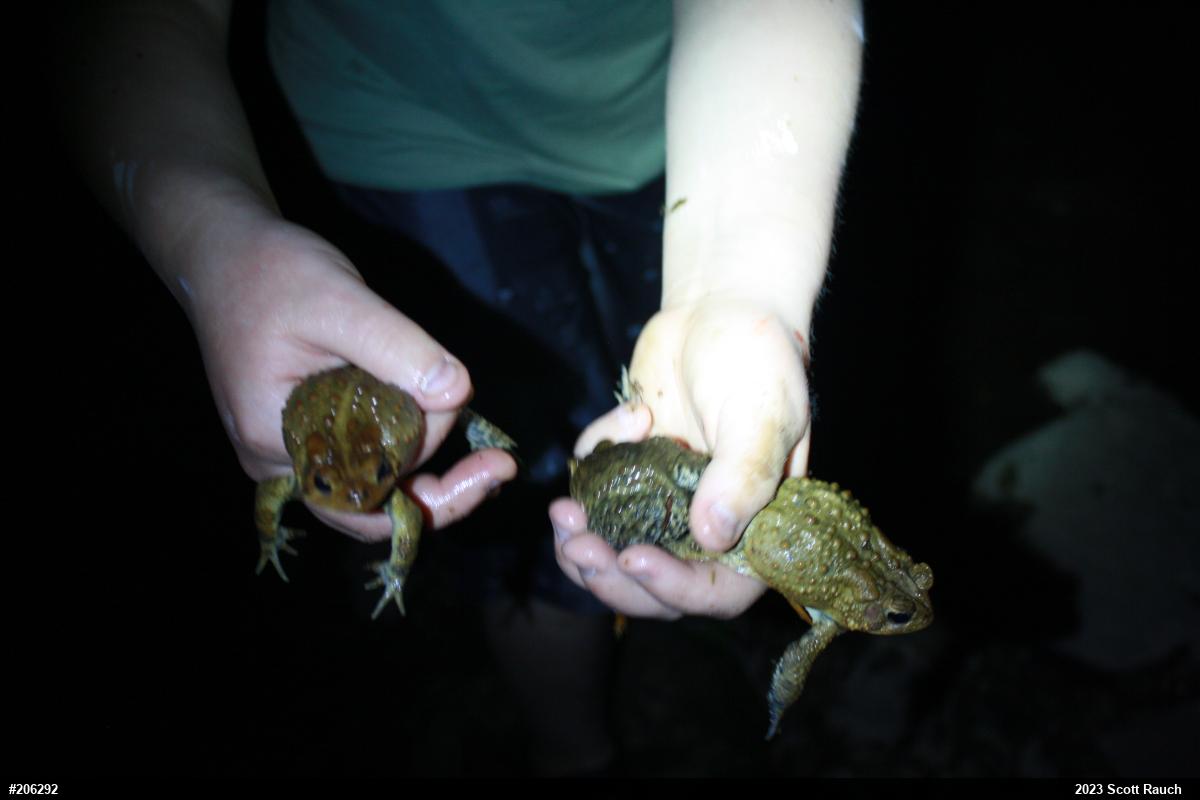 Eastern American Toad