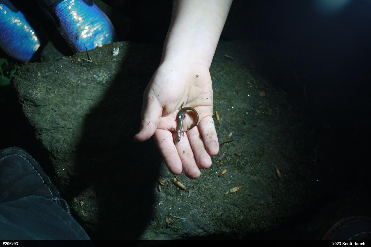 Northern Two-lined Salamander