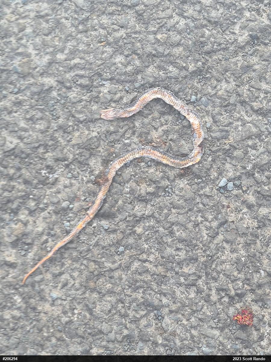 Northern Ring-necked Snake