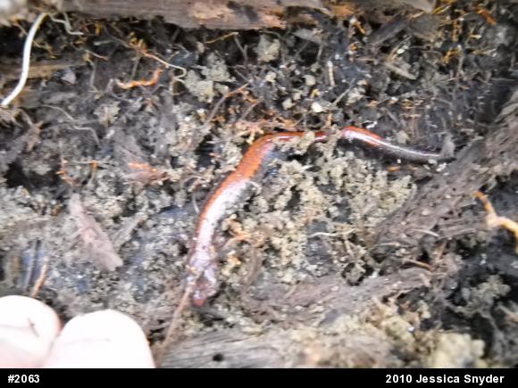 Eastern Red-backed  Salamander