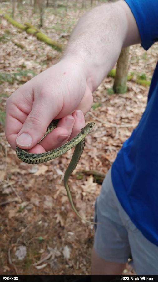 Eastern Gartersnake