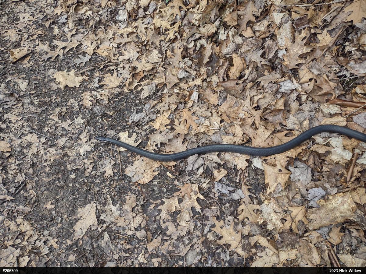 Eastern Ratsnake