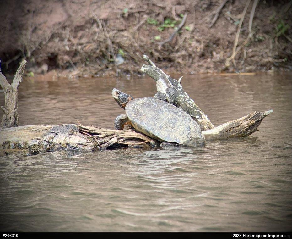 Wood Turtle