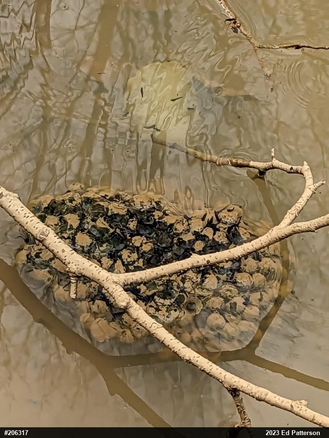 True Frogs
