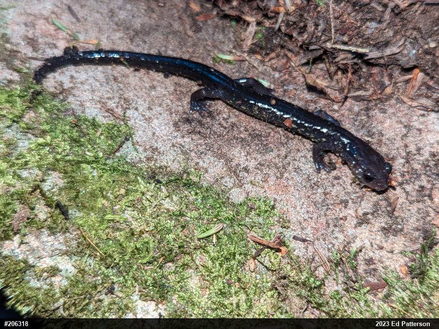 Wehrle's Salamander
