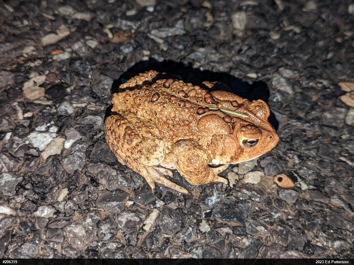 Eastern American Toad