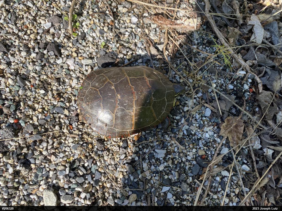 Eastern Painted Turtle