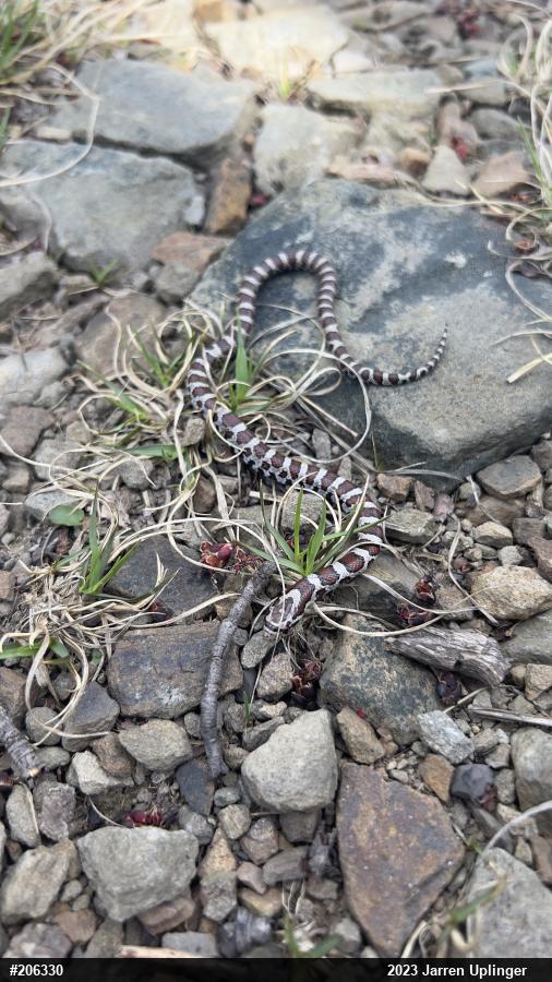 Eastern Milksnake