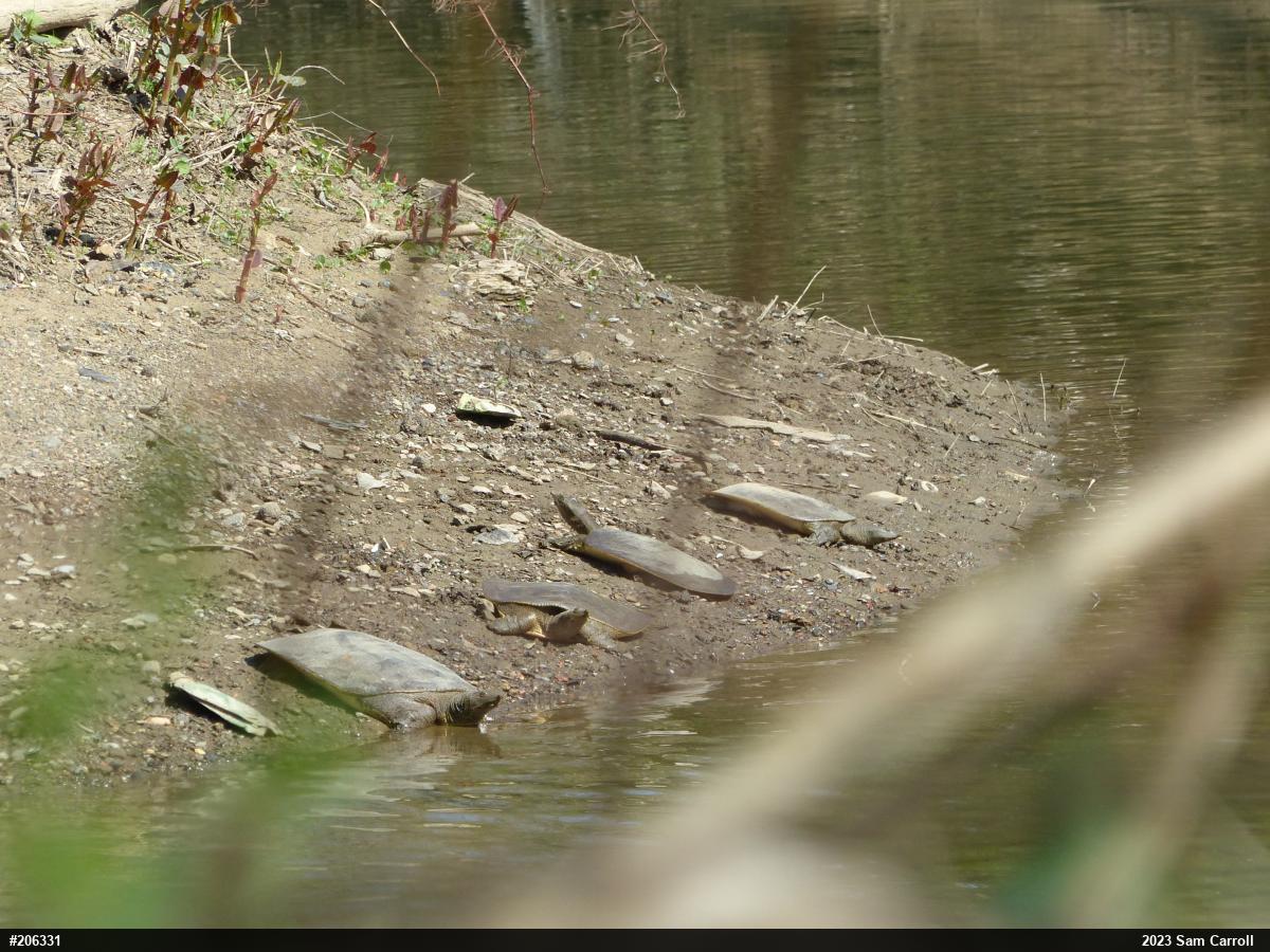 Eastern Spiny Softshell