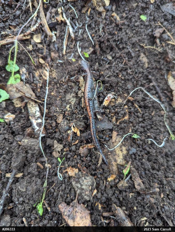 Eastern Red-backed  Salamander