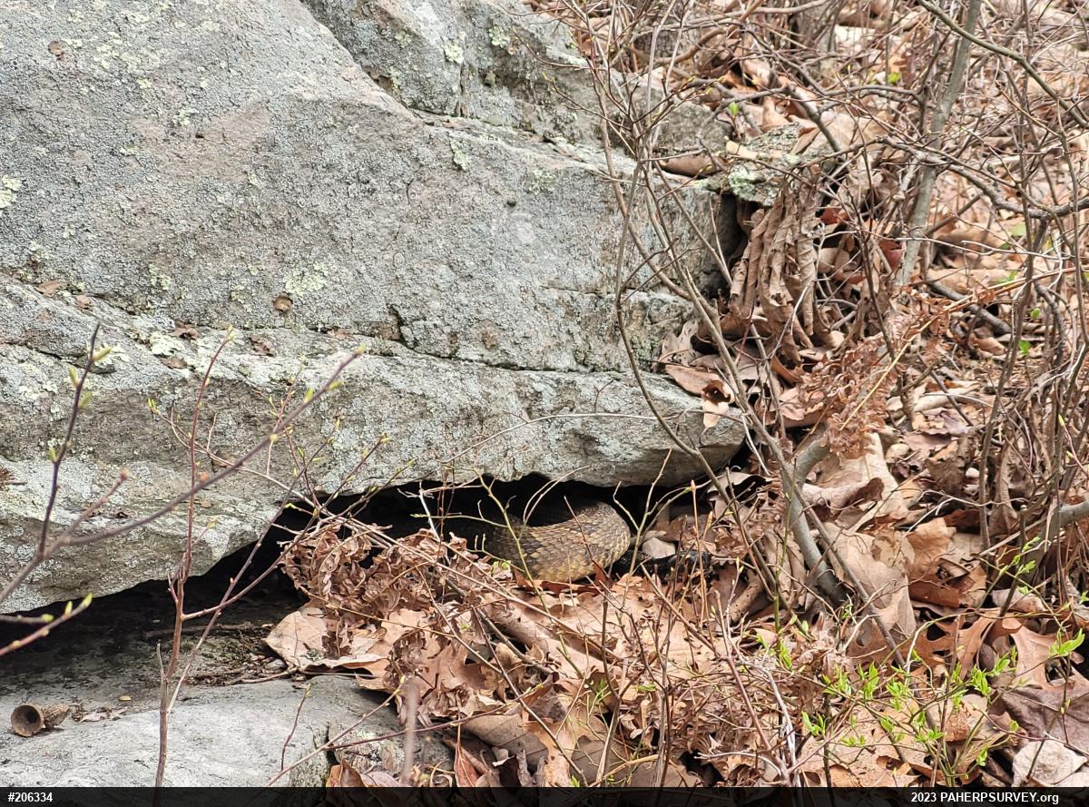 Timber Rattlesnake