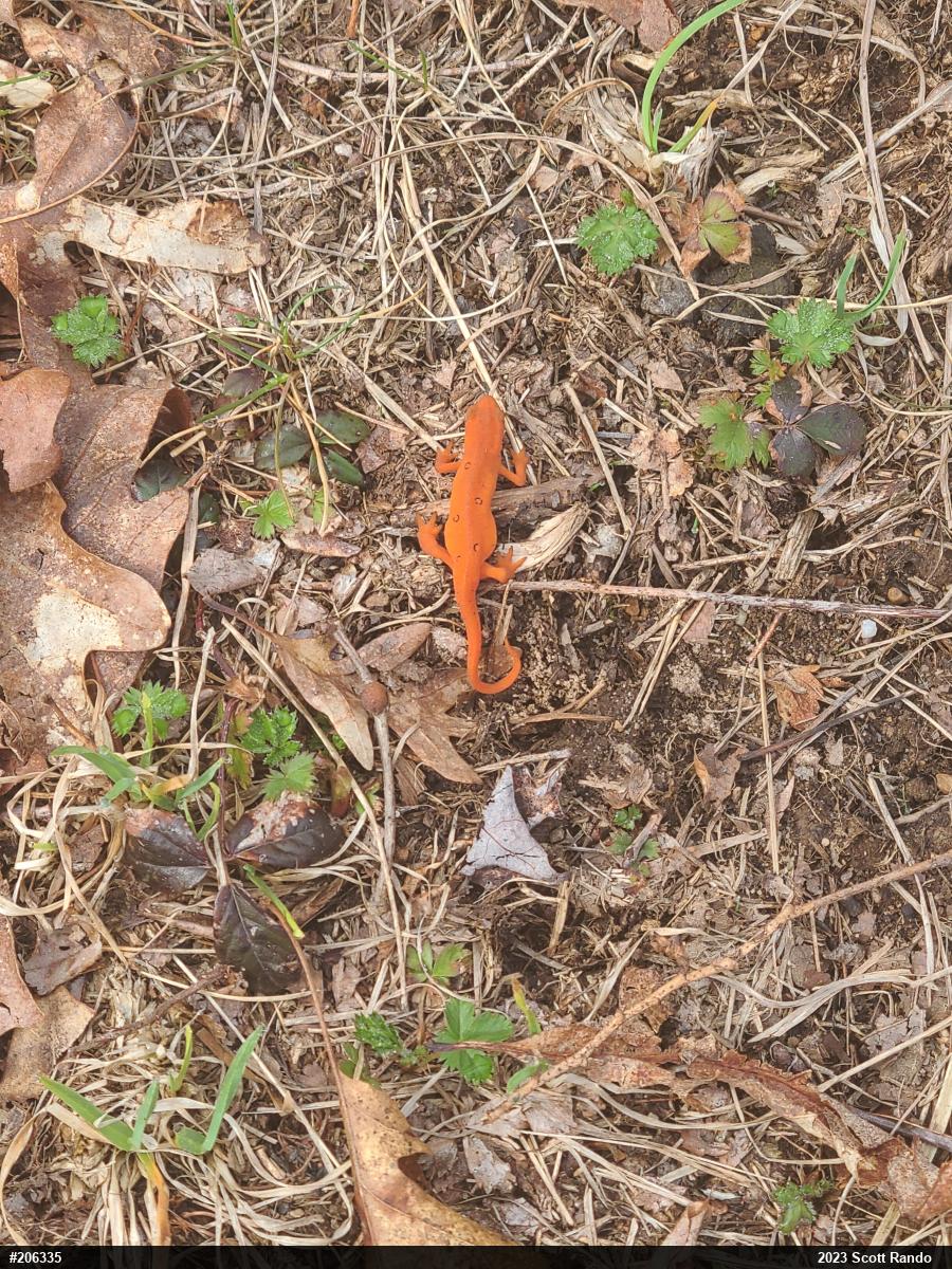 Red-spotted Newt