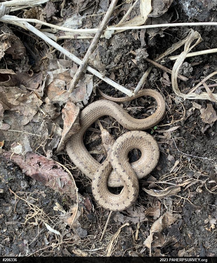 Dekay's Brownsnake