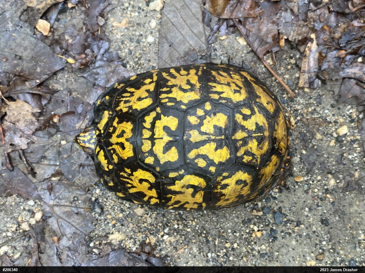 Eastern Box Turtle