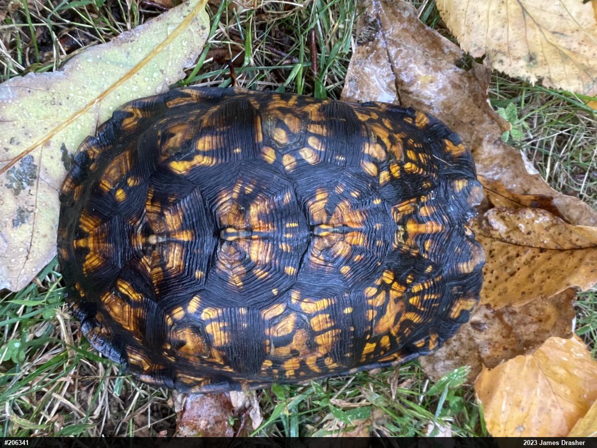 Eastern Box Turtle