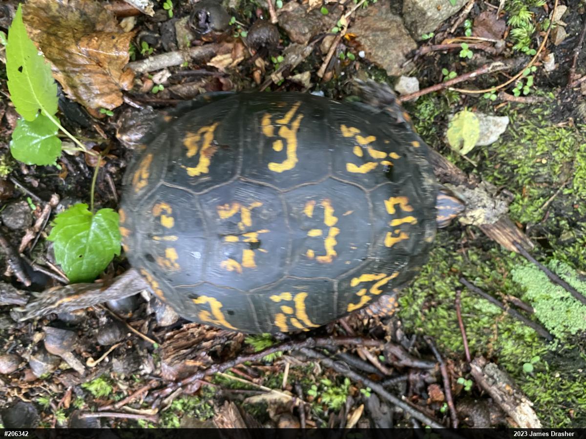 Eastern Box Turtle