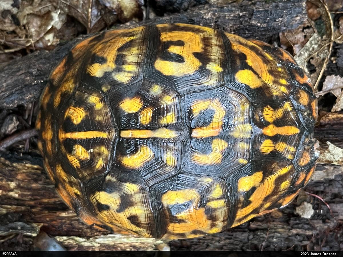 Eastern Box Turtle